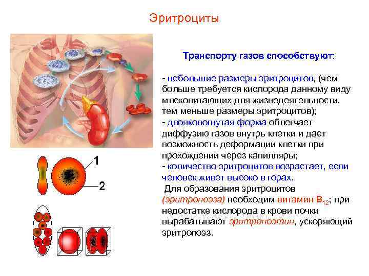 Эритроциты Транспорту газов способствуют: - небольшие размеры эритроцитов, (чем больше требуется кислорода данному виду