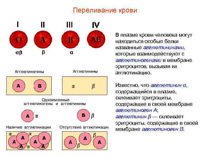 Переливание крови В плазме крови человека могут находиться особые белки названные агглютининами, которые взаимодействуют