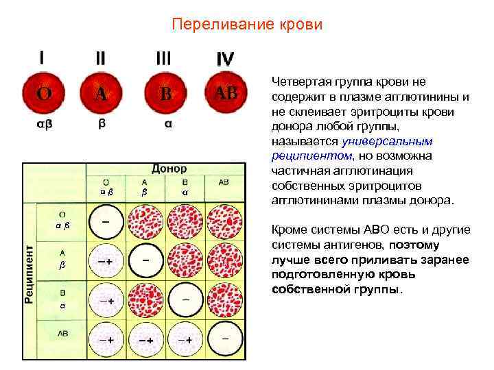 Переливание крови Четвертая группа крови не содержит в плазме агглютинины и не склеивает эритроциты