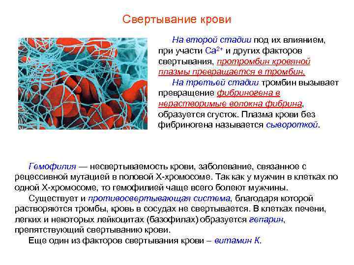 Свертывание крови На второй стадии под их влиянием, при участи Са 2+ и других