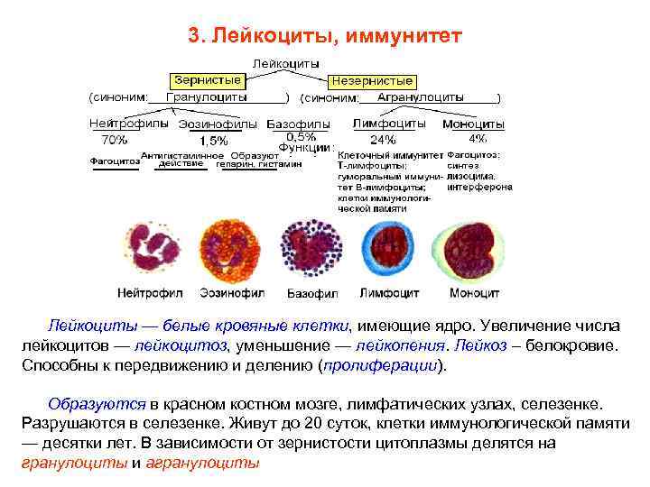 3. Лейкоциты, иммунитет Лейкоциты — белые кровяные клетки, имеющие ядро. Увеличение числа лейкоцитов —