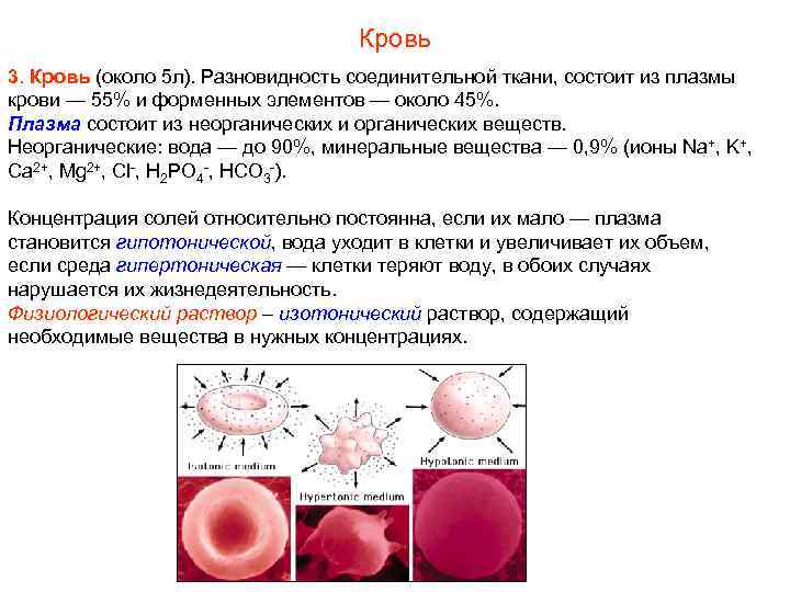 Кровь 3. Кровь (около 5 л). Разновидность соединительной ткани, состоит из плазмы крови —