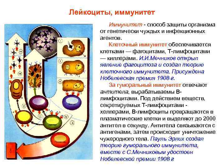 Лейкоциты, иммунитет Иммунитет - способ защиты организма от генетически чуждых и инфекционных агентов. Клеточный