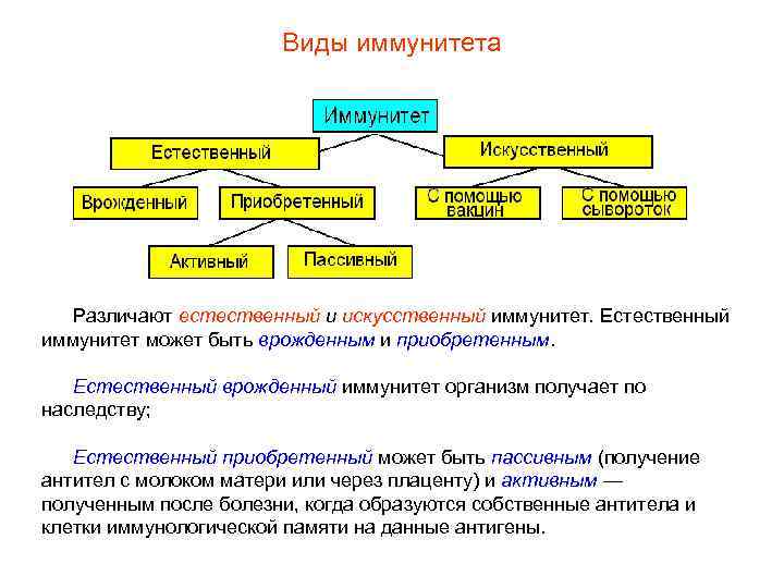 Виды иммунитета Различают естественный и искусственный иммунитет. Естественный иммунитет может быть врожденным и приобретенным.