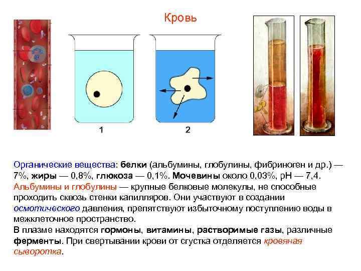 Кровь Органические вещества: белки (альбумины, глобулины, фибриноген и др. ) — 7%, жиры —