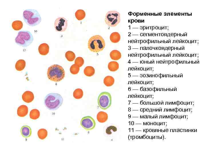 Форменные элементы крови 1 — эритроцит; 2 — сегментоядерный нейтрофильный лейкоцит; 3 — палочкоядерный