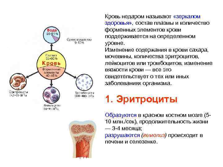 Кровь недаром называют «зеркалом здоровья» , состав плазмы и количество форменных элементов крови поддерживается