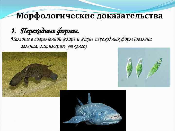 Морфологические доказательства 1. Переходные формы. Наличие в современной флоре и фауне переходных форм (эвглена