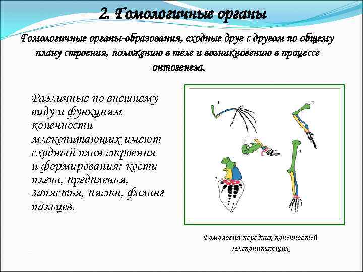 2. Гомологичные органы-образования, сходные друг с другом по общему плану строения, положению в теле