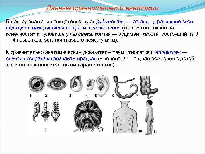 Данные сравнительной анатомии В пользу эволюции свидетельствуют рудименты — органы, утратившие свои функции и
