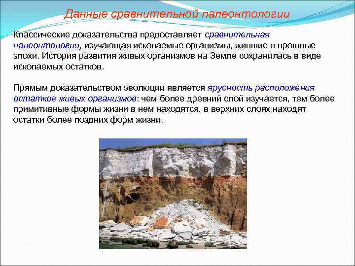 Данные сравнительной палеонтологии Классические доказательства предоставляет сравнительная палеонтология, изучающая ископаемые организмы, жившие в прошлые