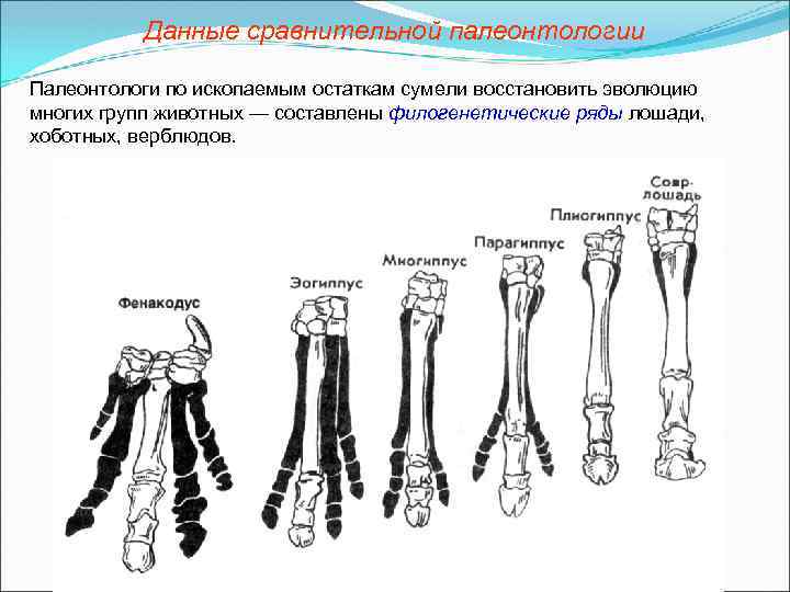 Данные сравнительной палеонтологии Палеонтологи по ископаемым остаткам сумели восстановить эволюцию многих групп животных —