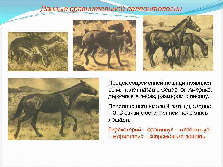 Данные сравнительной палеонтологии Предок современной лошади появился 50 млн. лет назад в Северной Америке,