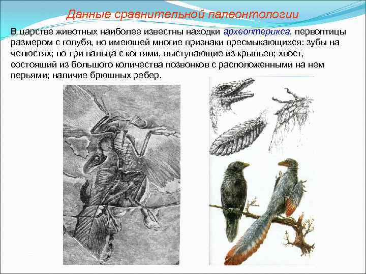 Данные сравнительной палеонтологии В царстве животных наиболее известны находки археоптерикса, первоптицы размером с голубя,