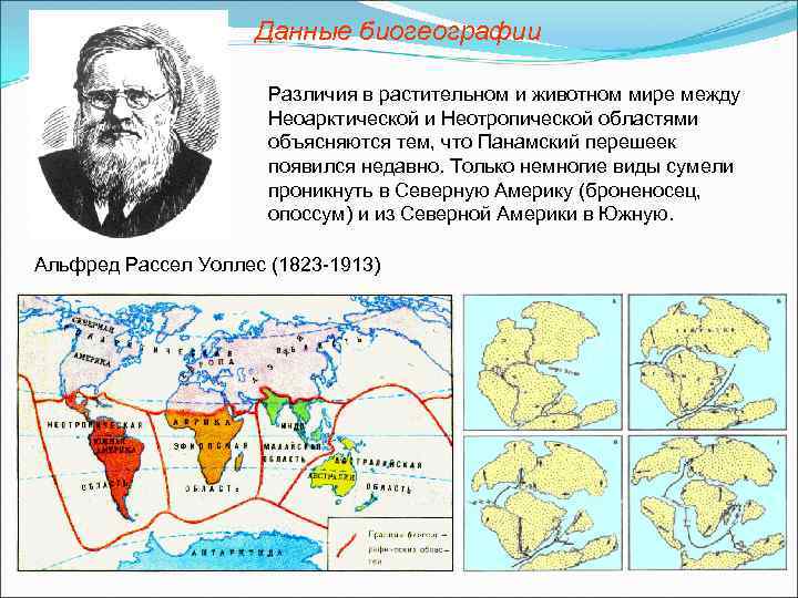Данные биогеографии Различия в растительном и животном мире между Неоарктической и Неотропической областями объясняются