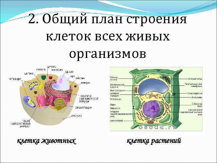 Общий план строения