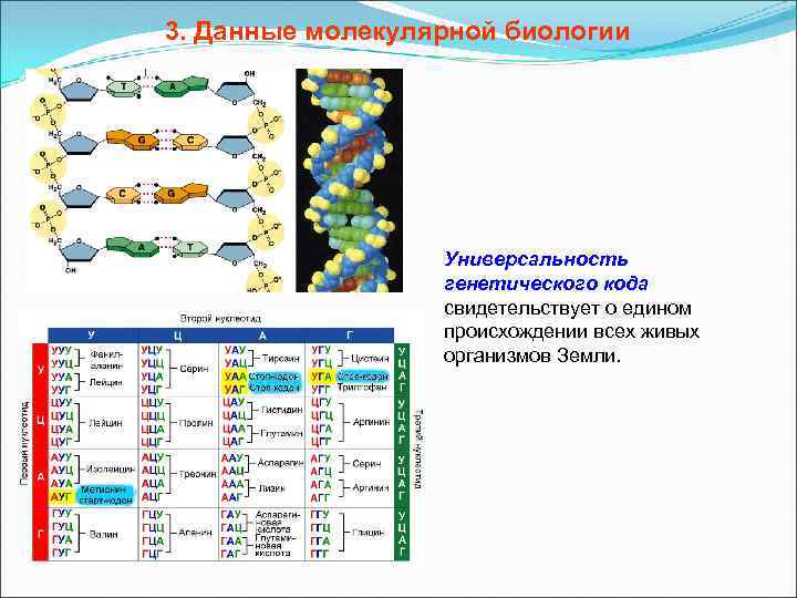 3. Данные молекулярной биологии Универсальность генетического кода свидетельствует о едином происхождении всех живых организмов