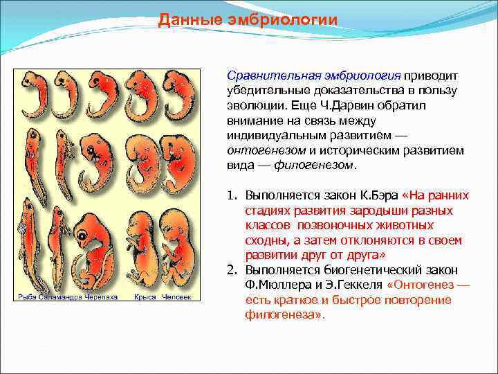 Данные эмбриологии Сравнительная эмбриология приводит убедительные доказательства в пользу эволюции. Еще Ч. Дарвин обратил