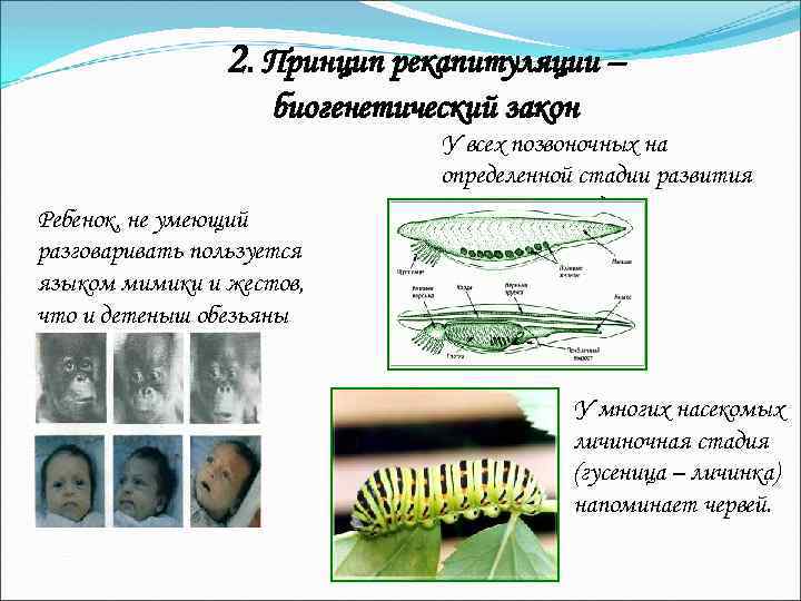 2. Принцип рекапитуляции – биогенетический закон Ребенок, не умеющий разговаривать пользуется языком мимики и