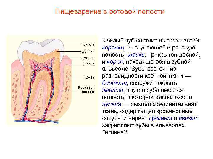 Пищеварение в ротовой полости Каждый зуб состоит из трех частей: коронки, выступающей в ротовую