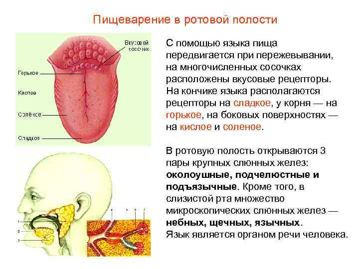 Пищеварение в ротовой полости С помощью языка пища передвигается при пережевывании, на многочисленных сосочках
