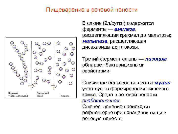 Схема переваривания крахмала