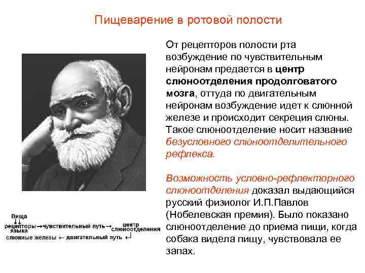 Пищеварение в ротовой полости От рецепторов полости рта возбуждение по чувствительным нейронам предается в