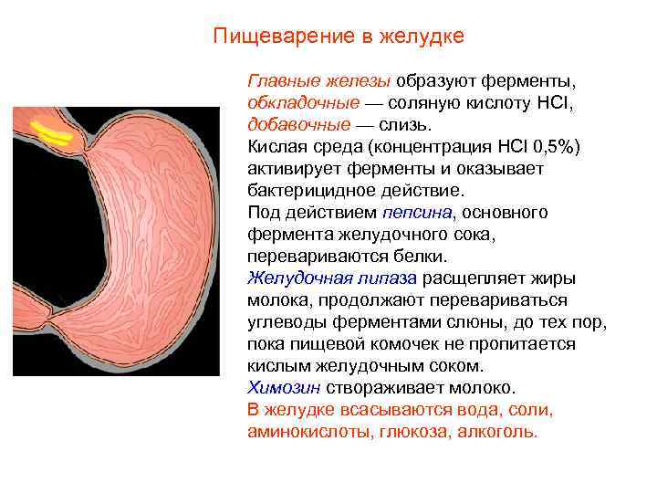 Пищеварение в желудке Главные железы образуют ферменты, обкладочные — соляную кислоту HCI, добавочные —