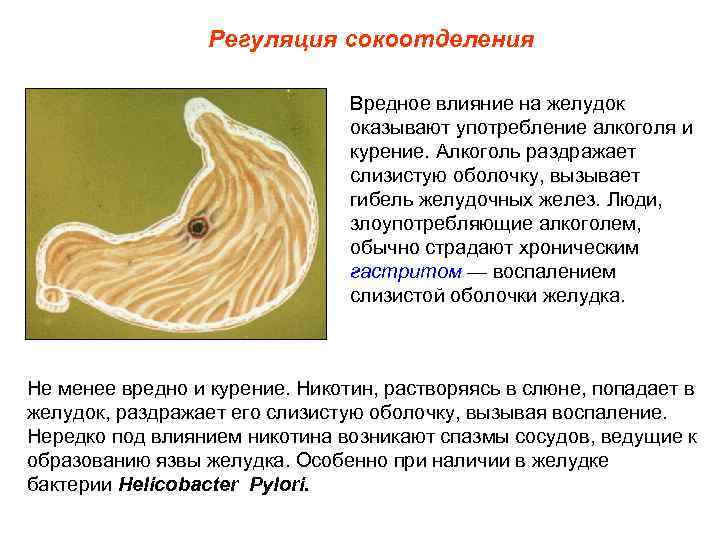 Регуляция сокоотделения Вредное влияние на желудок оказывают употребление алкоголя и курение. Алкоголь раздражает слизистую