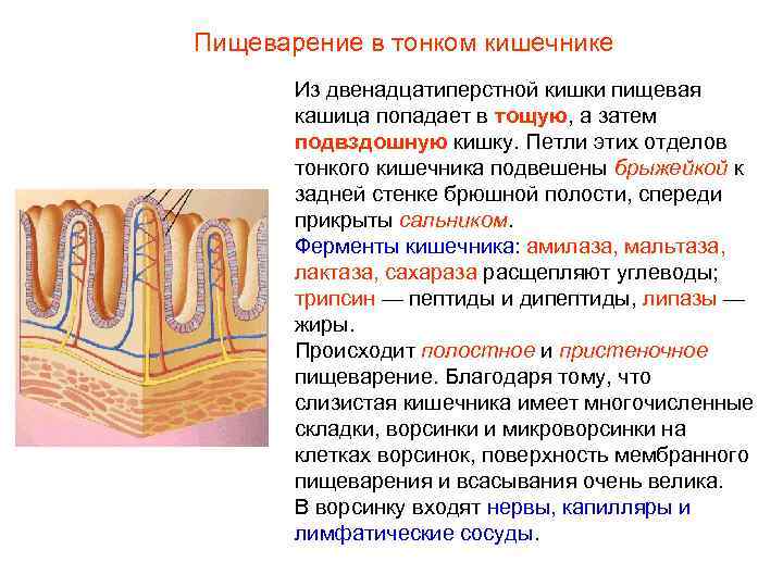 Как называется начальный отдел тонкого кишечника