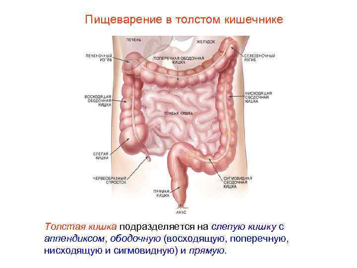 Толстый кишечник 8 класс. Пищеварительная система схема тонкий кишечник. Пищеварительные процессы в толстом кишечнике. Пищеварение в толстой кишке схема. Схема пищеварения в тонком и толстом кишечнике.