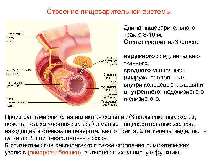 Строение пищеварительной системы. Длина пищеварительного тракта 8 -10 м. Стенка состоит из 3 слоев: