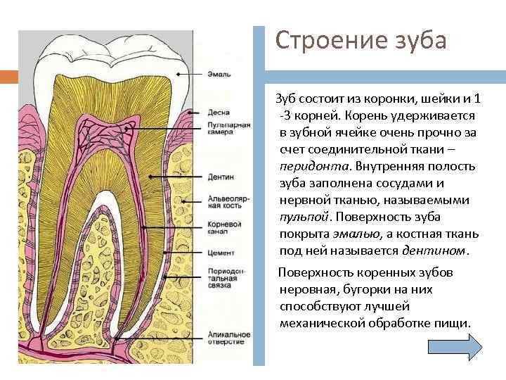 Гистологическое строение тканей зуба. Гистологическое строение зуба.