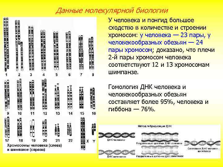 Данные молекулярной биологии У человека и понгид большое сходство в количестве и строении хромосом:
