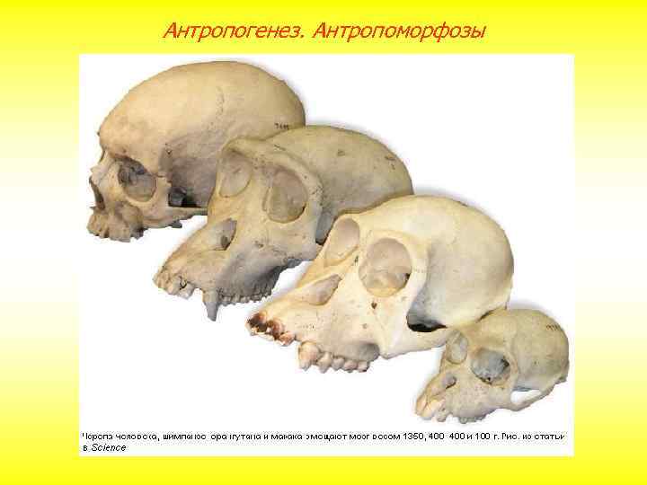 Антропогенез. Антропоморфозы 