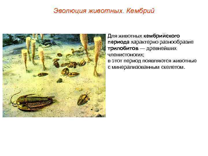 Эволюция животных. Кембрий Для животных кембрийского периода характерно разнообразие трилобитов — древнейших членистоногих; в