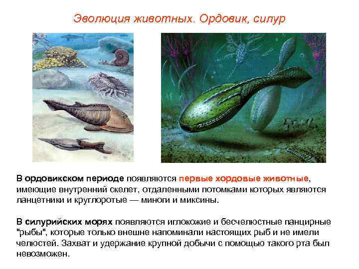 Эволюция животных. Ордовик, силур В ордовикском периоде появляются первые хордовые животные, имеющие внутренний скелет,