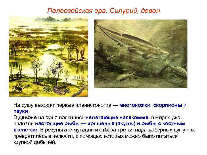 Палеозойская эра. Силурий, девон На сушу выходят первые членистоногие — многоножки, скорпионы и пауки.