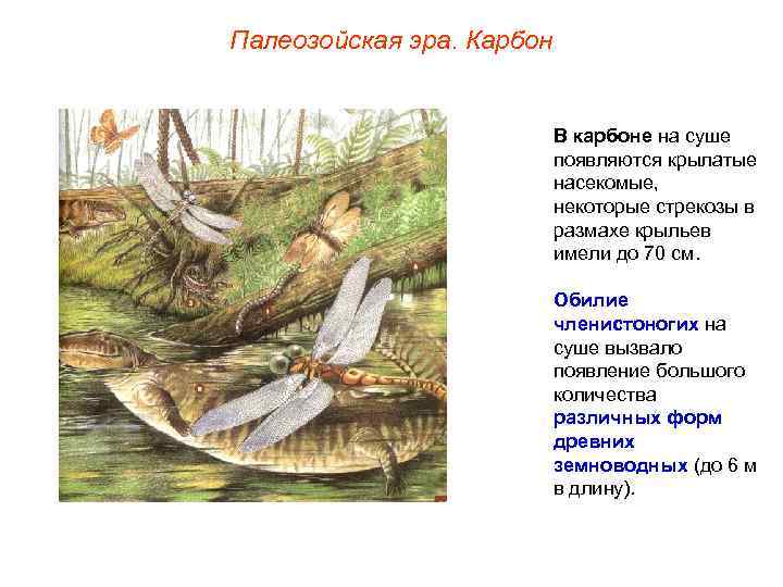 Палеозойская эра. Карбон В карбоне на суше появляются крылатые насекомые, некоторые стрекозы в размахе