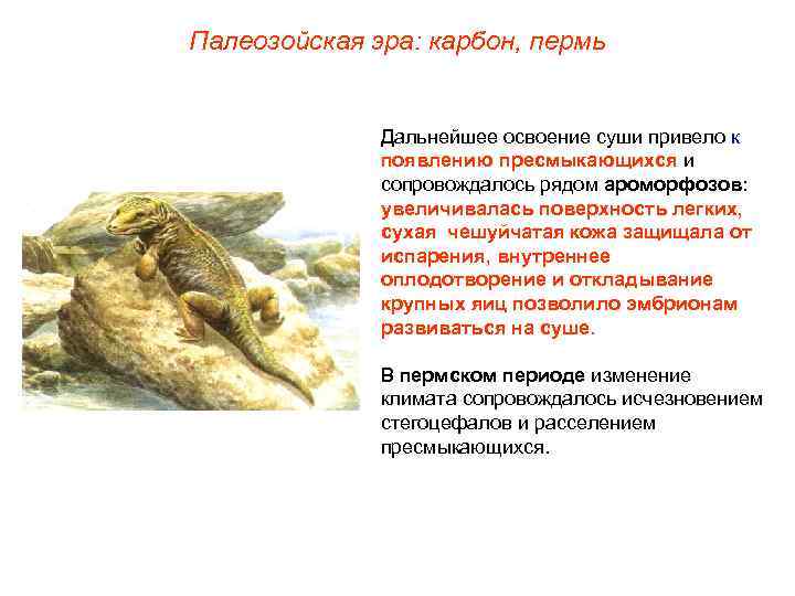 Палеозойская эра: карбон, пермь Дальнейшее освоение суши привело к появлению пресмыкающихся и сопровождалось рядом