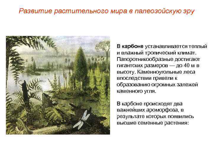Развитие растительного мира в палеозойскую эру В карбоне устанавливается теплый и влажный тропический климат.