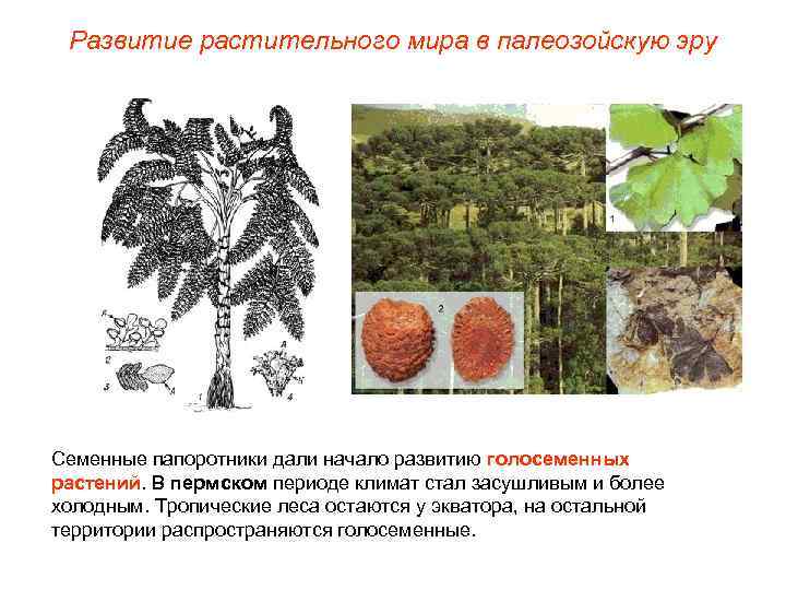 Развитие растительного мира в палеозойскую эру Семенные папоротники дали начало развитию голосеменных растений. В