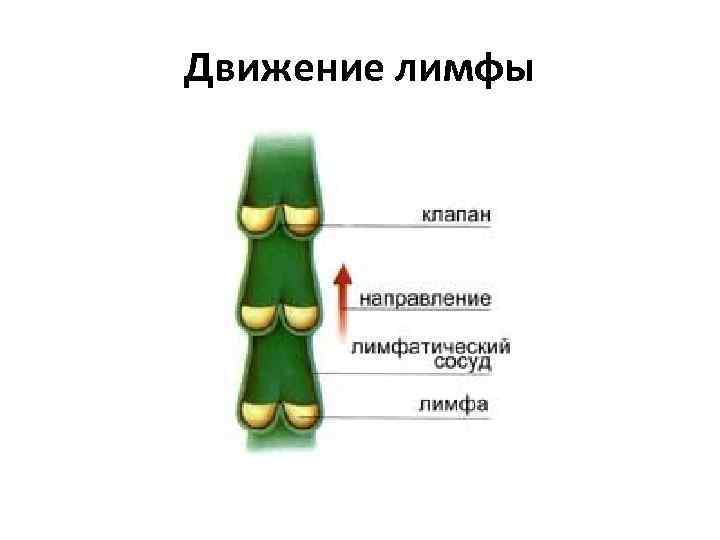 Движение лимфы 