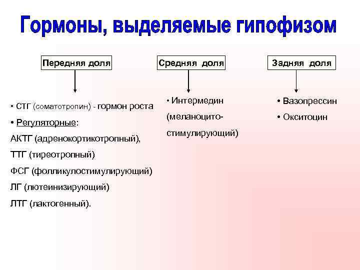 Передняя доля • СТГ (соматотропин) - гормон роста • Регуляторные: АКТГ (адренокортикотропный), ТТГ (тиреотропный)