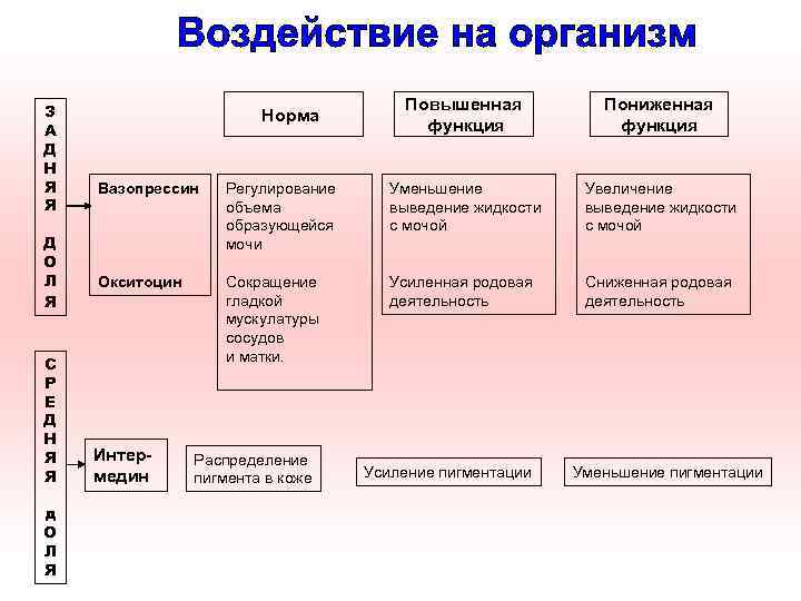 З А Д Н Я Я Д О Л Я С Р Е Д