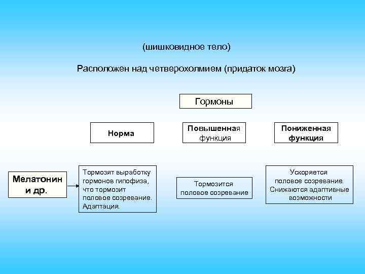 (шишковидное тело) Расположен над четверохолмием (придаток мозга) Гормоны Норма Мелатонин и др. Тормозят выработку
