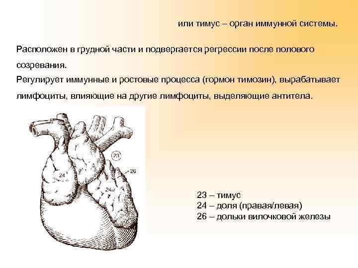 или тимус – орган иммунной системы. Расположен в грудной части и подвергается регрессии после