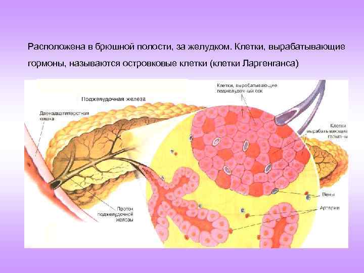 Расположена в брюшной полости, за желудком. Клетки, вырабатывающие гормоны, называются островковые клетки (клетки Ларгенганса)