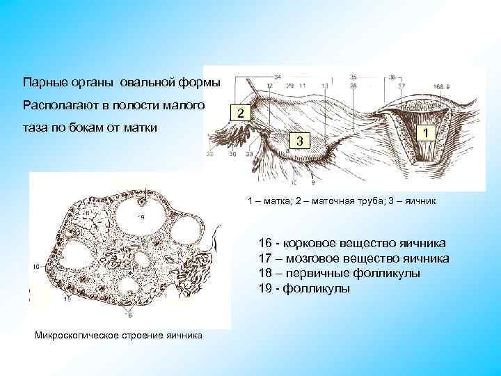 Парные органы овальной формы Располагают в полости малого таза по бокам от матки 2