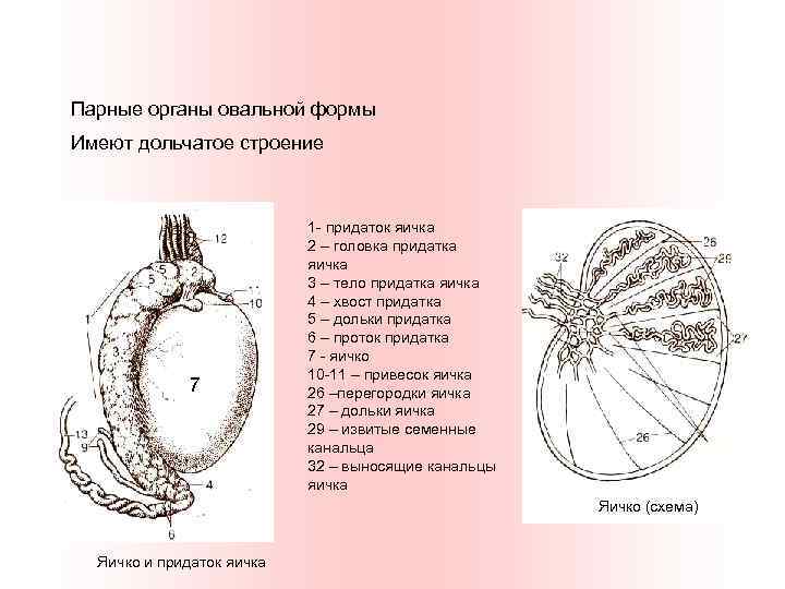 Парные органы овальной формы Имеют дольчатое строение 7 1 - придаток яичка 2 –